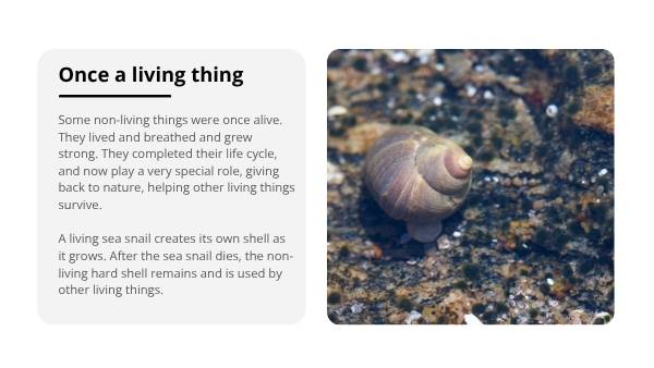 Non-living Things Education Presentation — slide 8