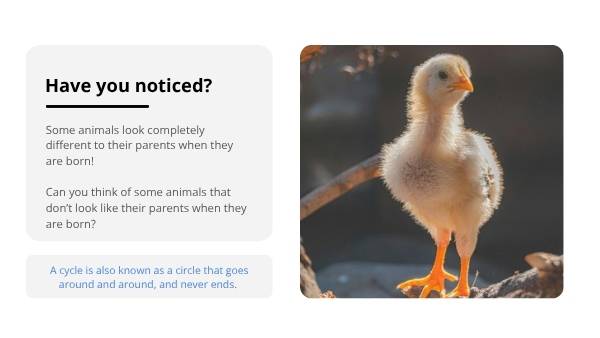 Lifecycles of Animals Education Presentation — slide 4
