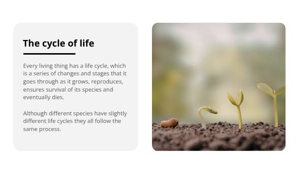 Lifecycles of Animals Education Presentation — slide 5