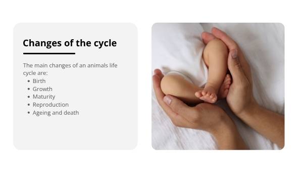 Lifecycles of Animals Education Presentation — slide 6