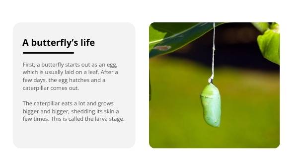 Lifecycles of Animals Education Presentation — slide 7