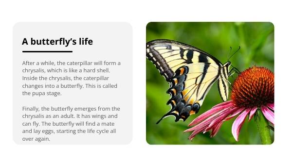 Lifecycles of Animals Education Presentation — slide 8