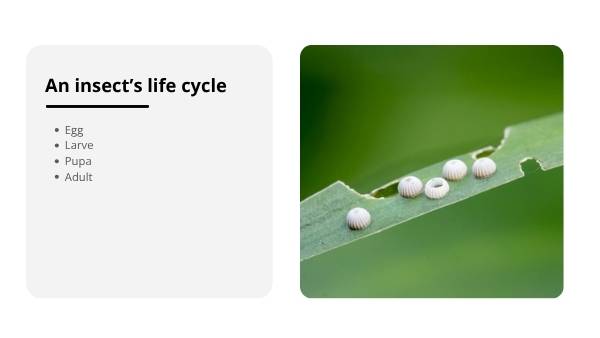 Lifecycles of Animals Education Presentation — slide 9