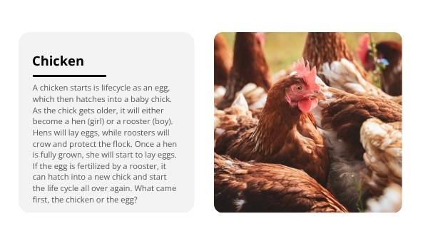 Lifecycles of Animals Education Presentation — slide 10