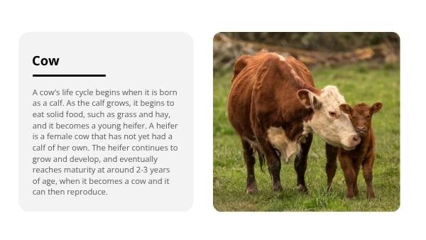 Lifecycles of Animals Education Presentation — slide 11