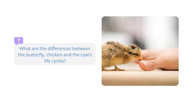 Lifecycles of Animals Education Presentation — slide 12