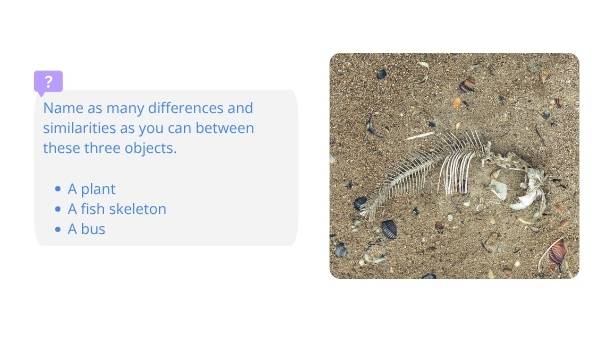 Classifying Living Things and Lifecycles Education Presentation — slide 4