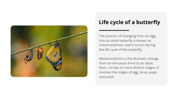 Classifying Living Things and Lifecycles Education Presentation — slide 7