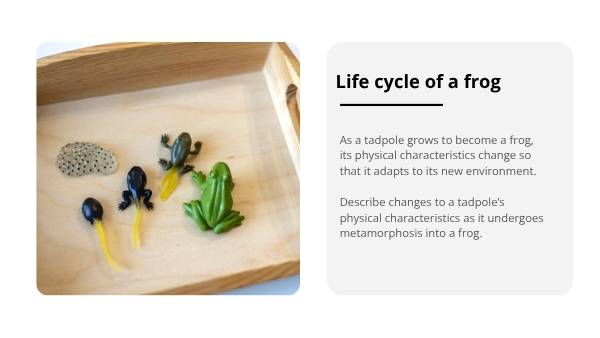 Classifying Living Things and Lifecycles Education Presentation — slide 8
