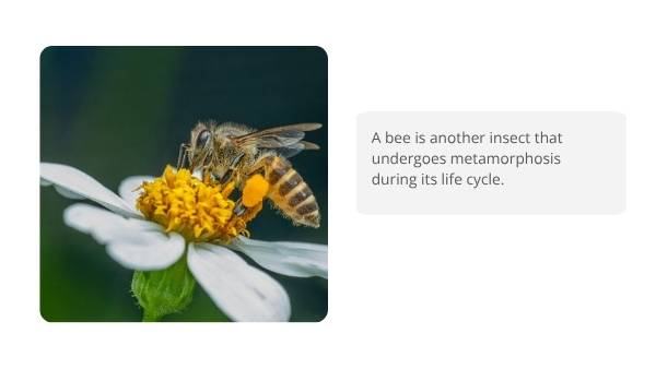 Classifying Living Things and Lifecycles Education Presentation — slide 9
