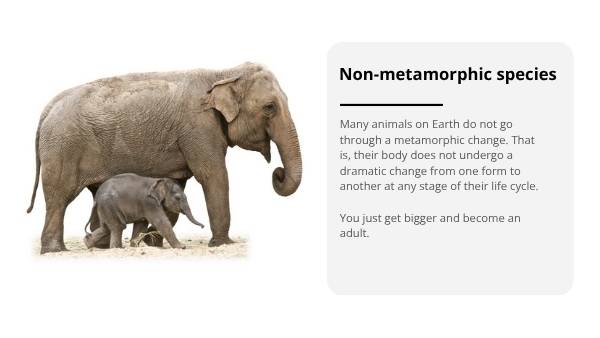 Classifying Living Things and Lifecycles Education Presentation — slide 10