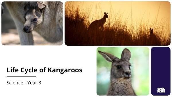 Lifecycle of Kangaroos Education Presentation — slide 1