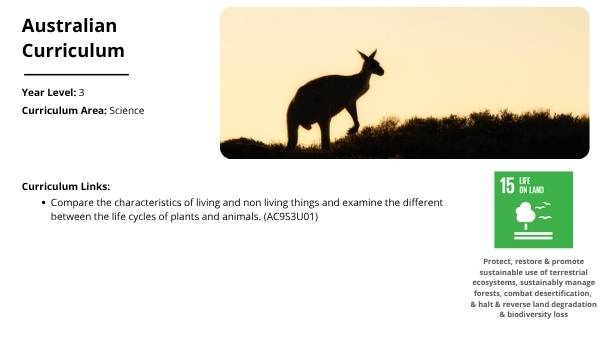 Lifecycle of Kangaroos Education Presentation — slide 2