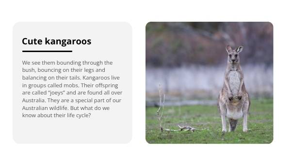 Lifecycle of Kangaroos Education Presentation — slide 3