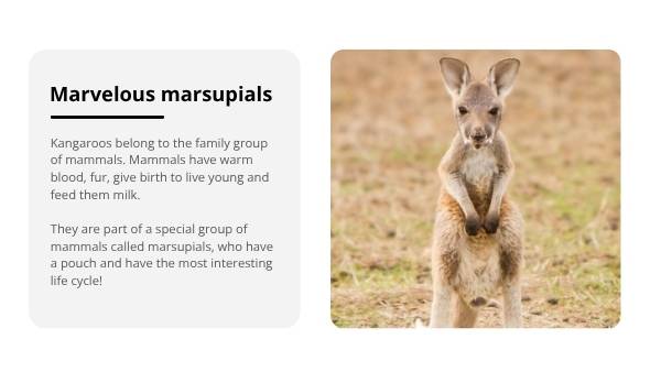 Lifecycle of Kangaroos Education Presentation — slide 4