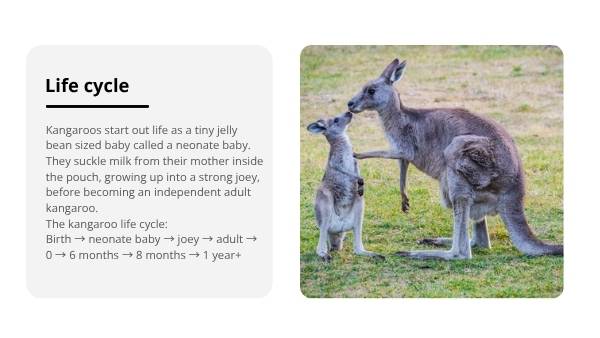 Lifecycle of Kangaroos Education Presentation — slide 5
