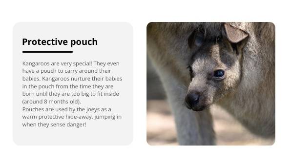 Lifecycle of Kangaroos Education Presentation — slide 6