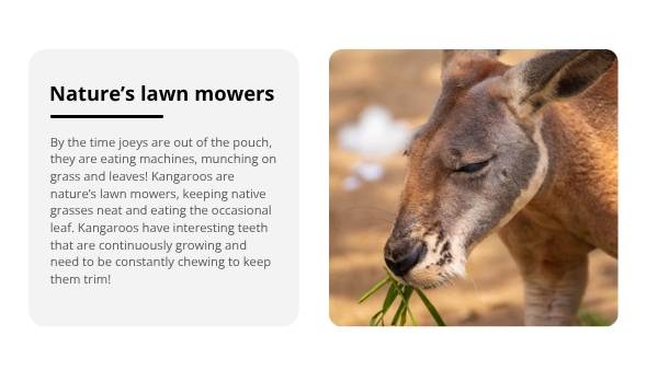 Lifecycle of Kangaroos Education Presentation — slide 7