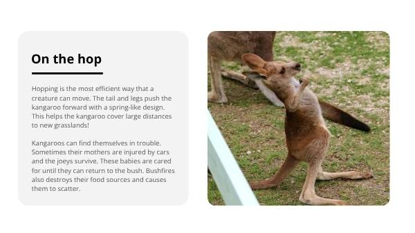 Lifecycle of Kangaroos Education Presentation — slide 8