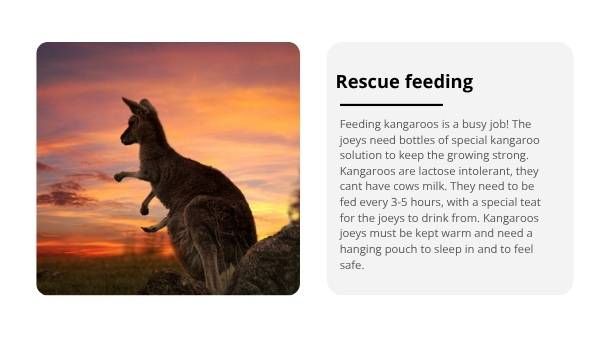 Lifecycle of Kangaroos Education Presentation — slide 9