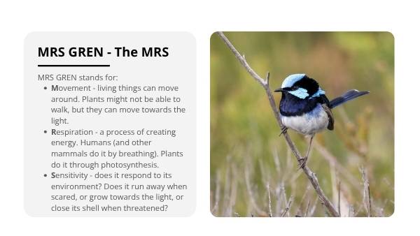 Living and Non-living Things Education Presentation — slide 9