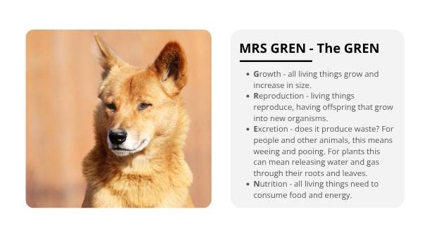 Living and Non-living Things Education Presentation — slide 10