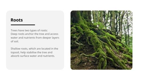 Introduction to Trees Education Presentation — slide 5