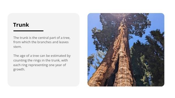 Introduction to Trees Education Presentation — slide 6