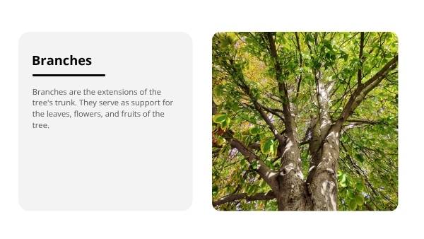Introduction to Trees Education Presentation — slide 7
