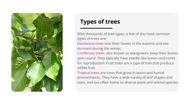 Introduction to Trees Education Presentation — slide 9