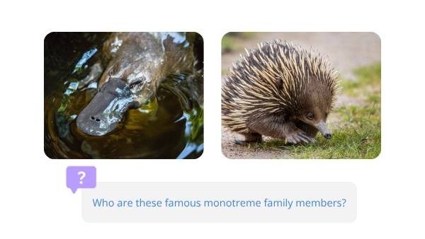Lifecycles of Monotremes Education Presentation — slide 3