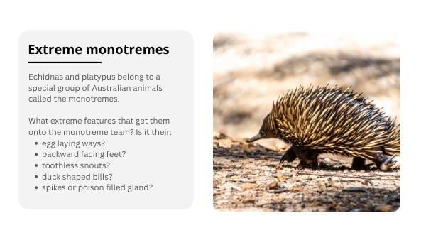 Lifecycles of Monotremes Education Presentation — slide 4