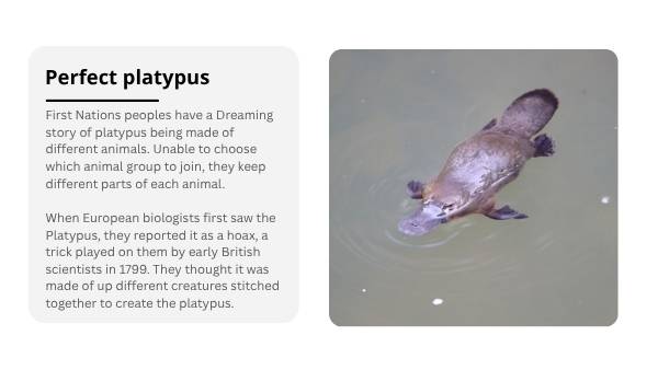 Lifecycles of Monotremes Education Presentation — slide 6