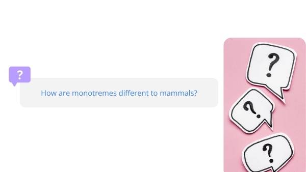 Lifecycles of Monotremes Education Presentation — slide 7