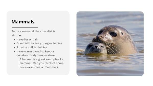 Lifecycles of Monotremes Education Presentation — slide 8