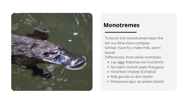 Lifecycles of Monotremes Education Presentation — slide 9