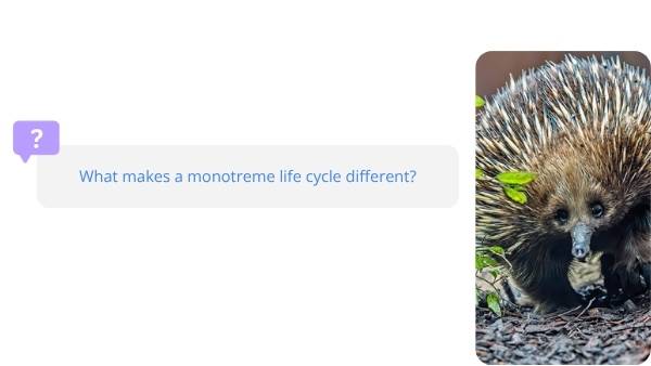 Lifecycles of Monotremes Education Presentation — slide 10