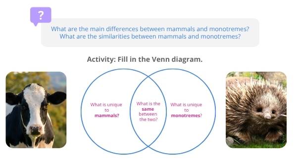 Lifecycles of Monotremes Education Presentation — slide 12