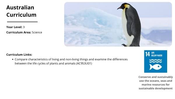 Lifecycles of Penguins Education Presentation — slide 2