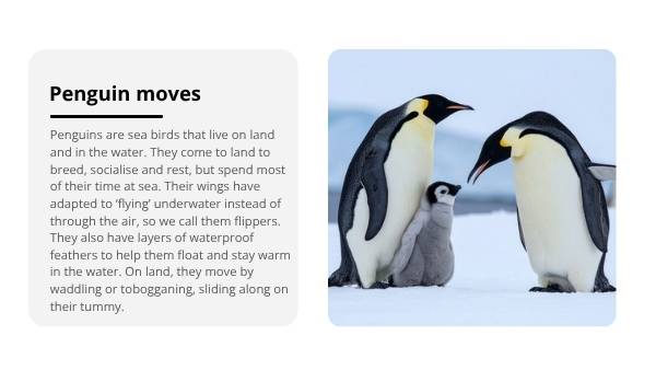 Lifecycles of Penguins Education Presentation — slide 3