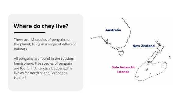 Lifecycles of Penguins Education Presentation — slide 4