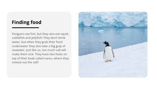 Lifecycles of Penguins Education Presentation — slide 5