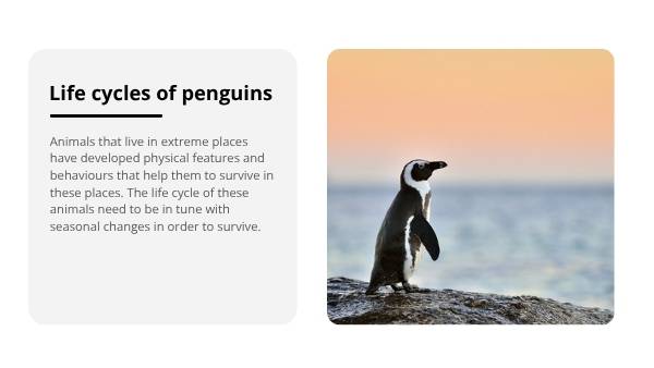 Lifecycles of Penguins Education Presentation — slide 6
