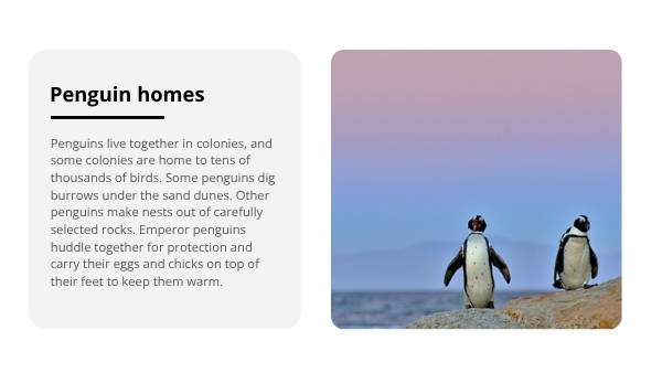 Lifecycles of Penguins Education Presentation — slide 7