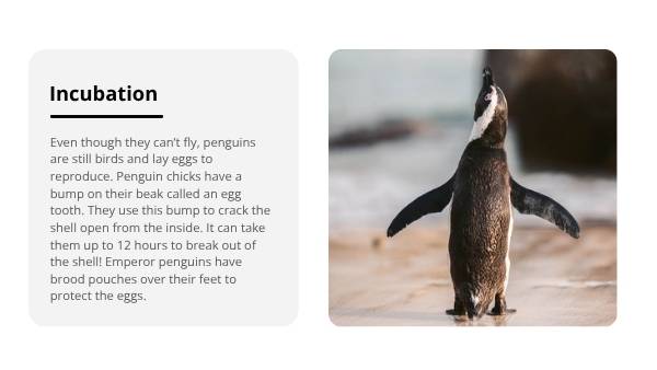Lifecycles of Penguins Education Presentation — slide 8