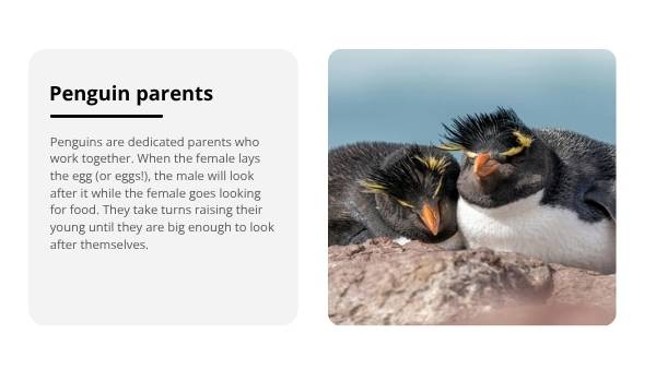 Lifecycles of Penguins Education Presentation — slide 9