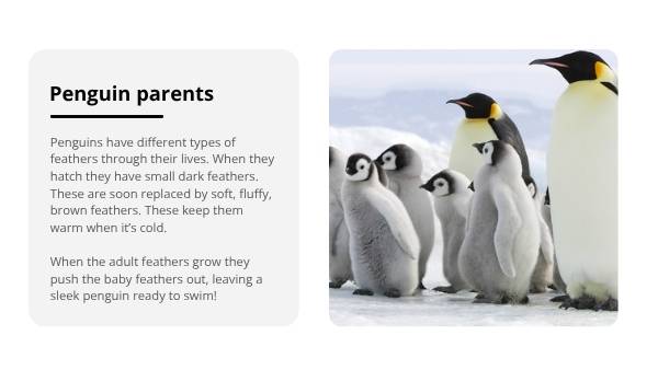 Lifecycles of Penguins Education Presentation — slide 10