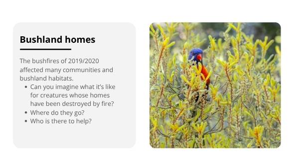 Caring for Wildlife after Bushfires Education Presentation — slide 4