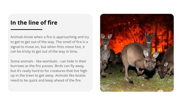 Caring for Wildlife after Bushfires Education Presentation — slide 6