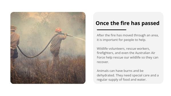 Caring for Wildlife after Bushfires Education Presentation — slide 7